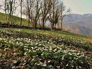 38 Sulla Via delle castagne distese di anemoni dei boschi (Anemonoides nemorosa)